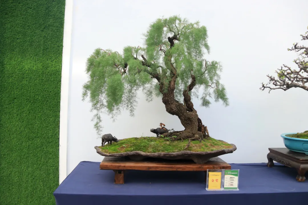 第九屆沭陽花木節(jié)“精品盆景展”金獎作品來啦