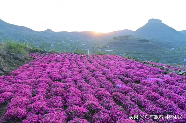 万亩桃花含苞待放，岱崮地貌等你来约