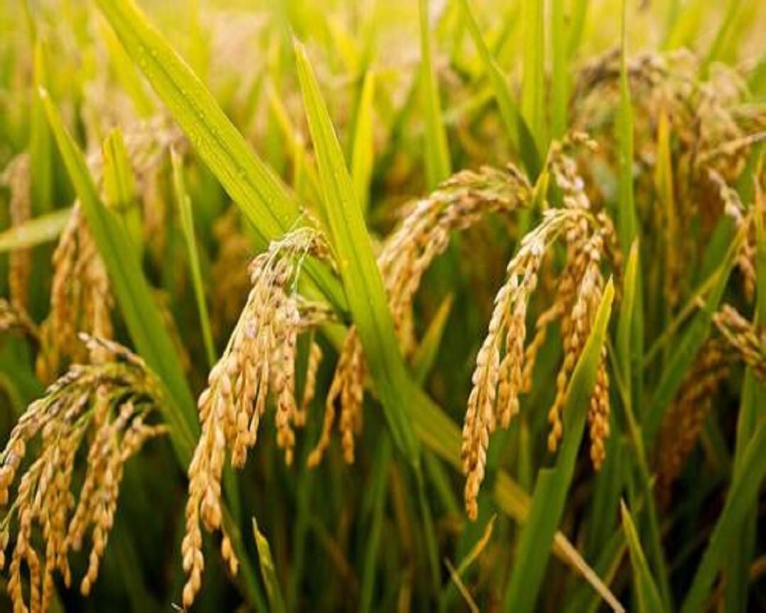 黑龙江稻米市场分析