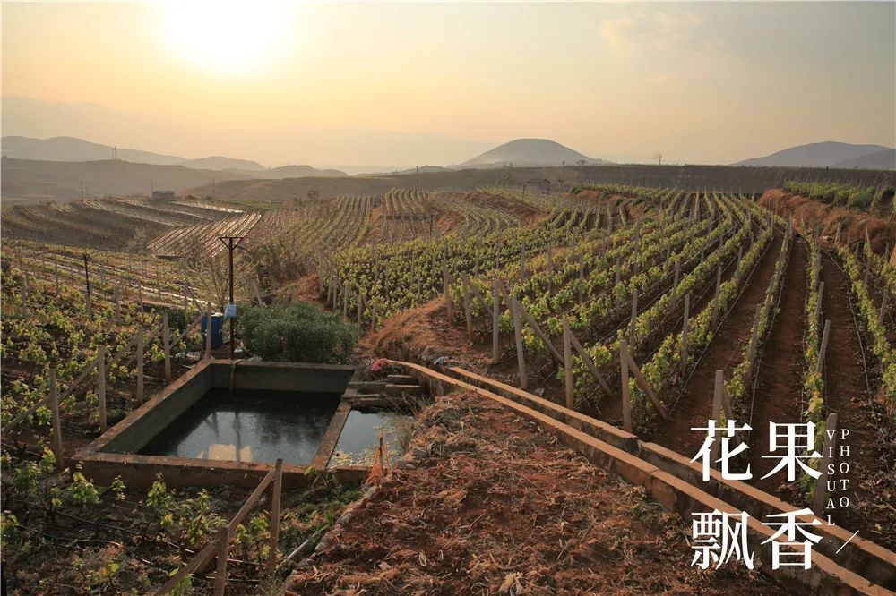種果樹的技術 你能給自己打60分嗎 花果飄香 Mdeditor