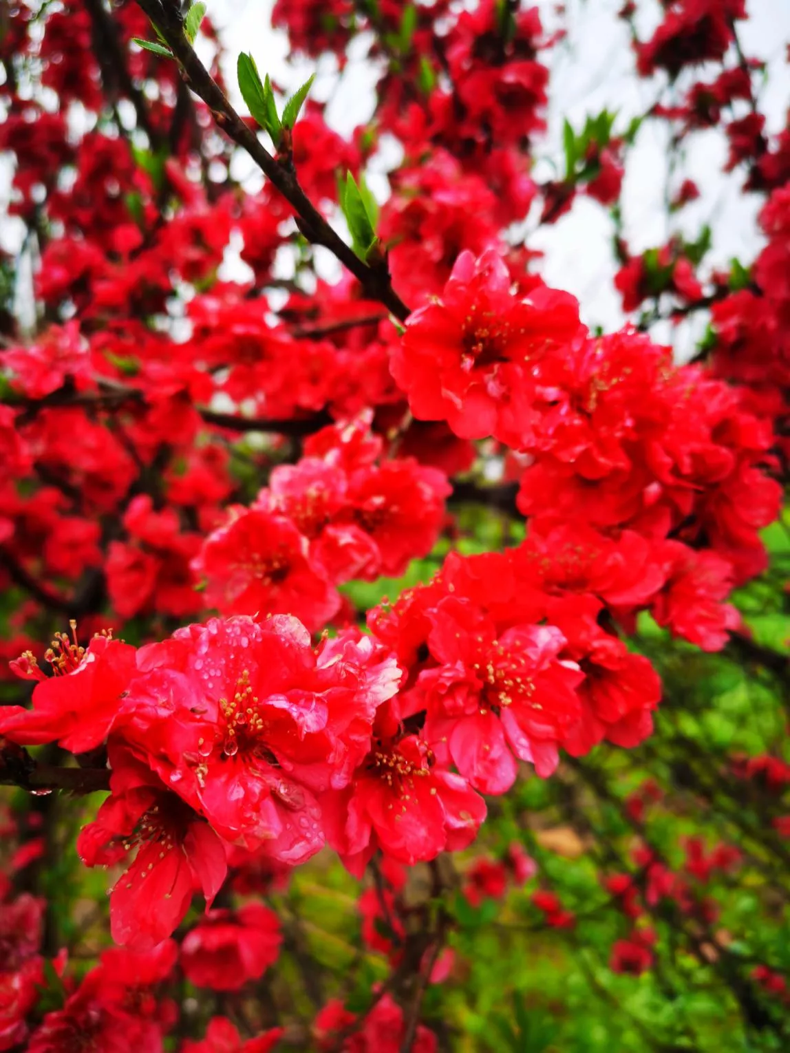 �ԷǷ��¾�ƽ������δ��Ϊ����ʦ������3000Ķ��ѧ���Ͷ���������