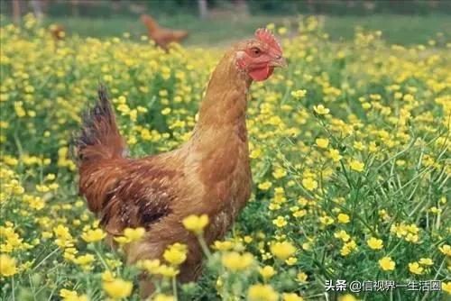 廣東最好吃的十種雞
