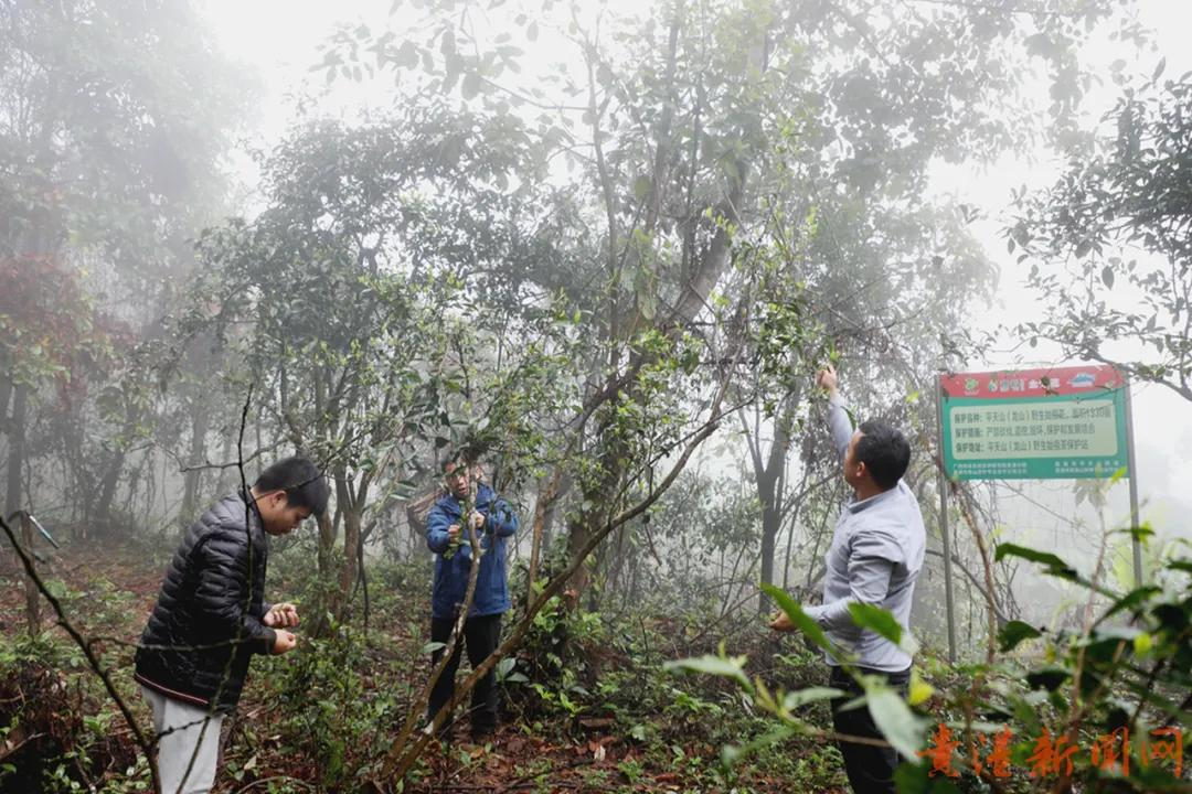 探访藏在高山云雾里的珍稀野生始祖茶