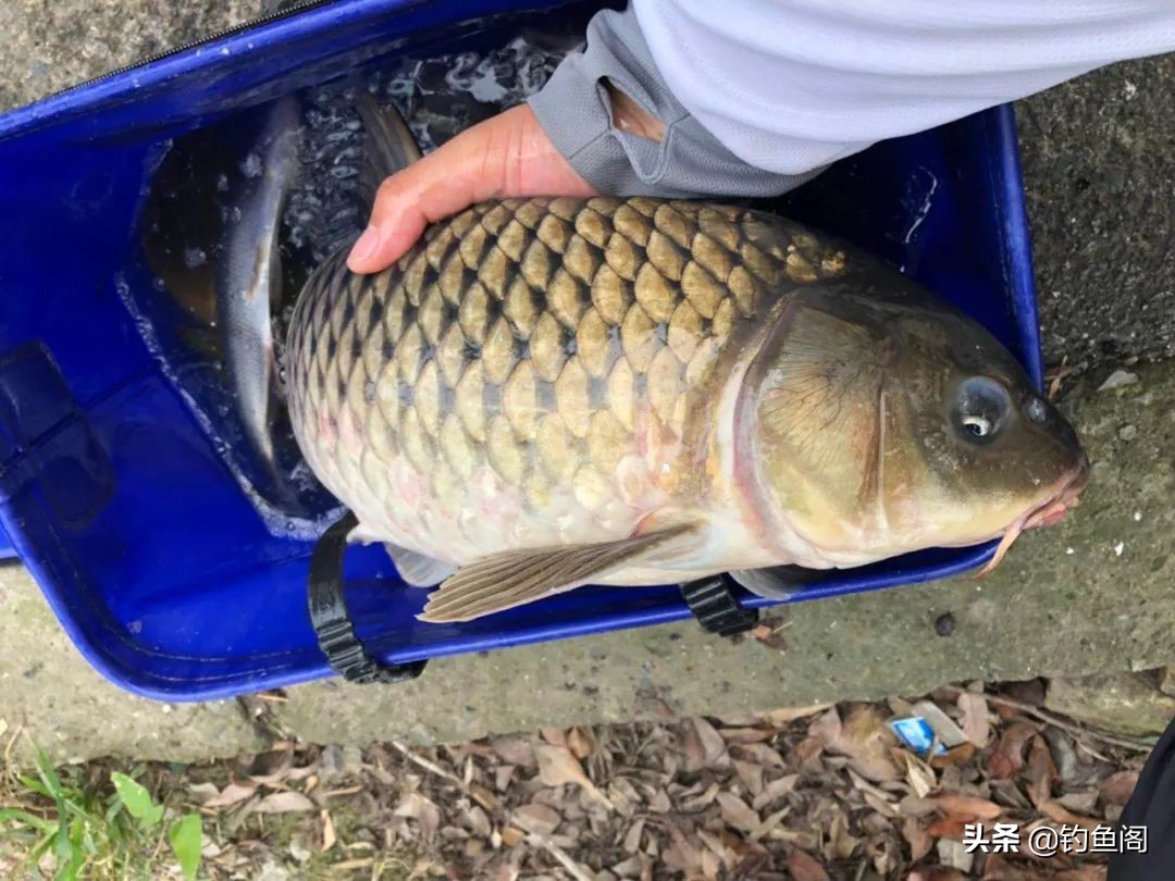 丢2把谷麦就能上大鱼太天真不理解钓法精髓啥也钓不到