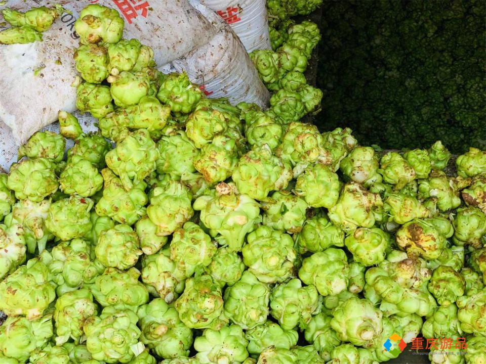 世界三大腌菜：闻名中国的涪陵榨菜，历史超百年，年产值达120亿