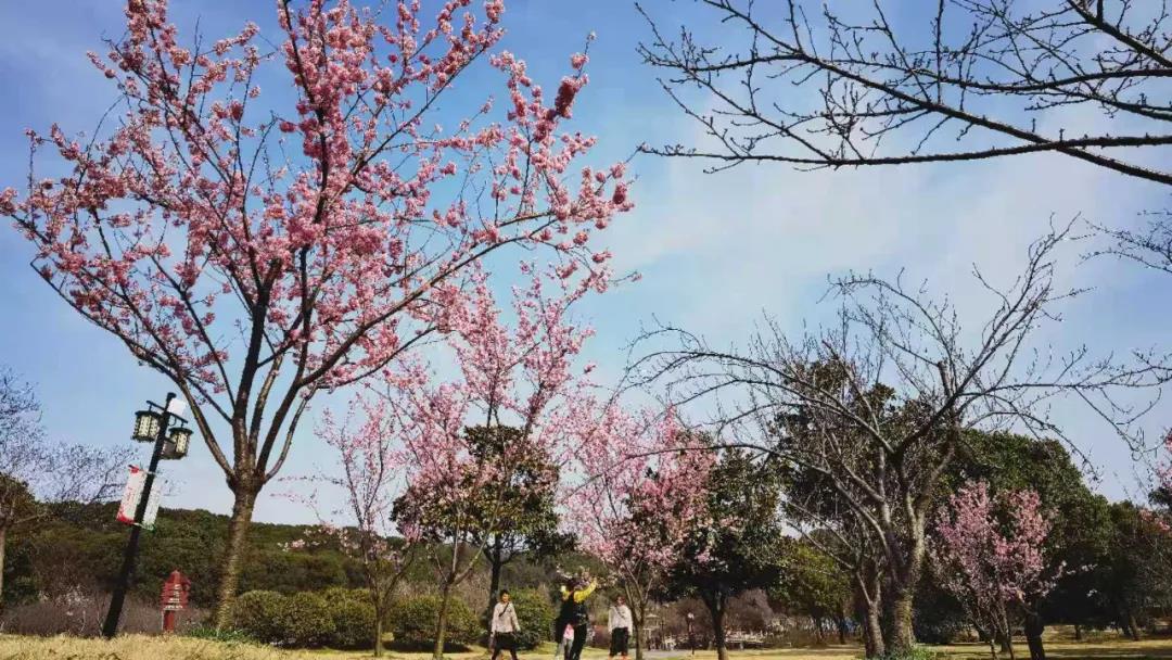 多品种花卉进入观赏期 苏州市植物园春季赏花序幕开启