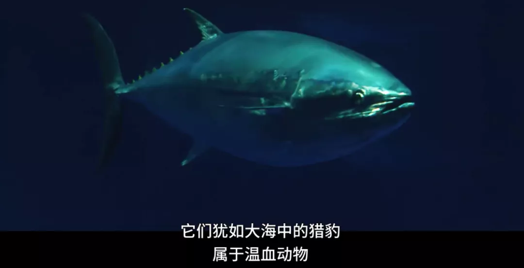 这新出顶级好片,每一帧都让我痛彻心扉