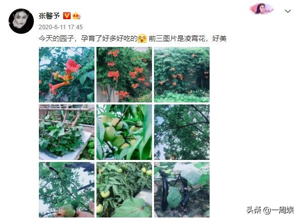 Zhang Xin grants to plant dish inside villa, go to the fields does farm work to exceed ground connection gas, the area arrives greatly can plant peach tree