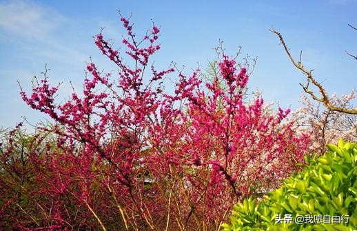 春暖花开阴霾散，清明赏樱登泰山。