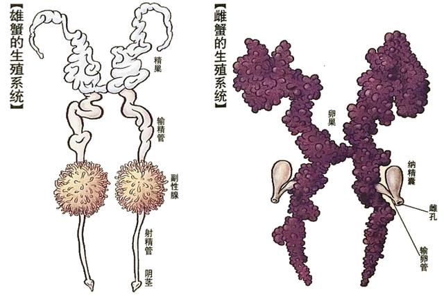 蟹考记（一）——探讨螃蟹的最新科学分类，以及身体构造