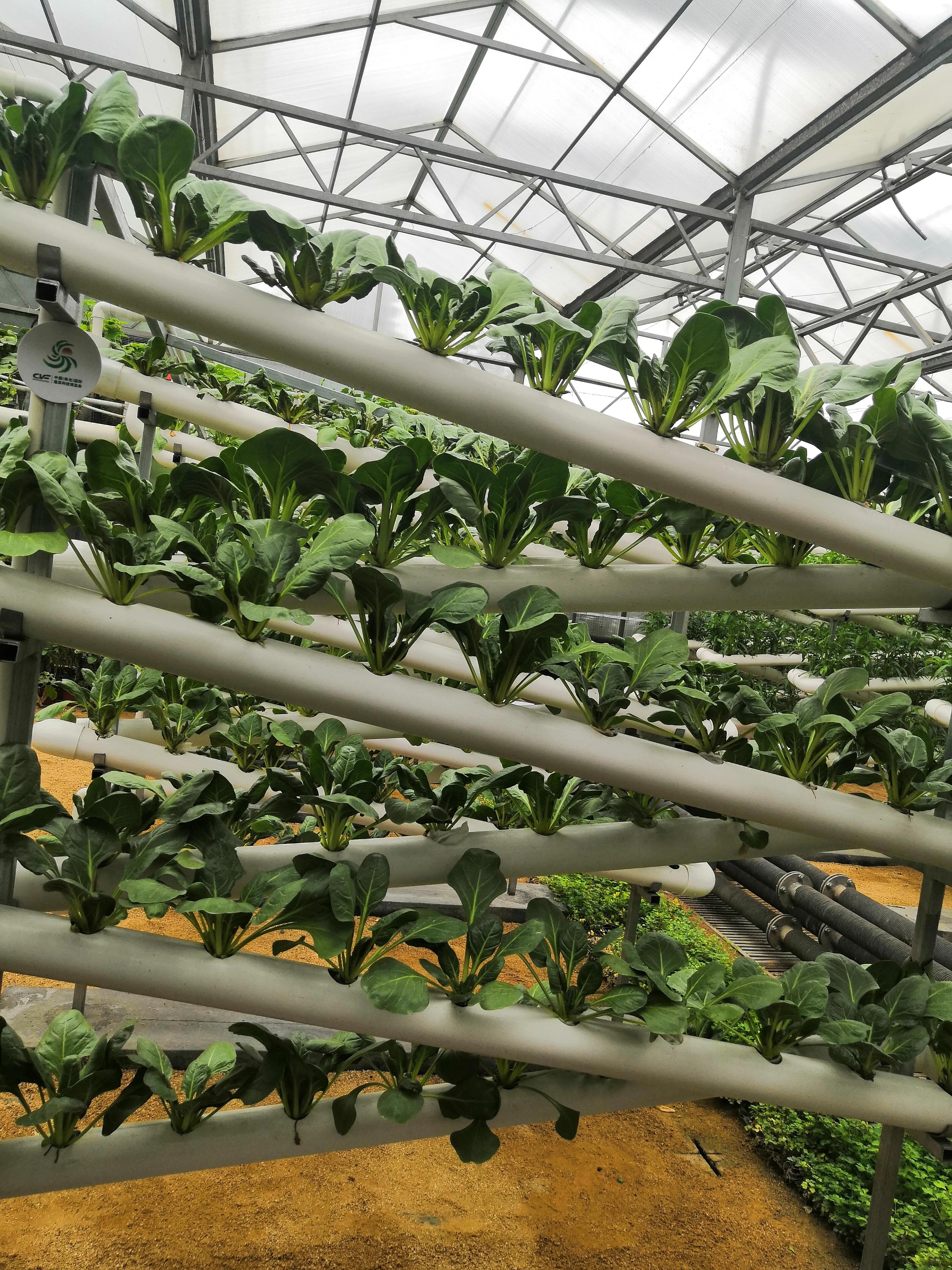 你知道什么是管道栽培吗 资讯咖