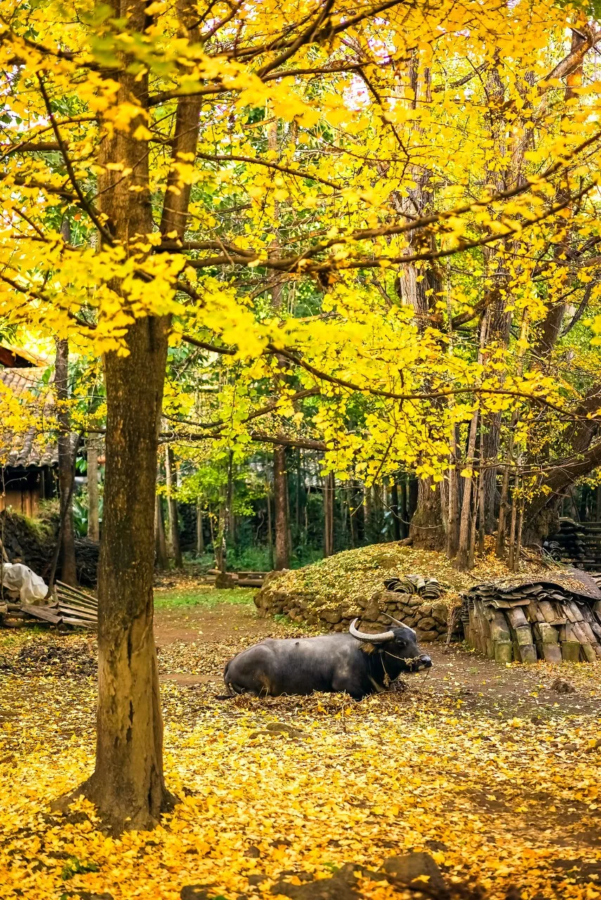 The most beautiful place to travel in November, no strategy and no money, which one do you want to go to?