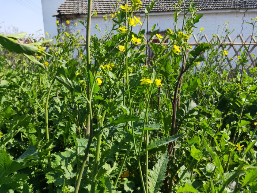 野生芥菜：既可腌制又可榨油，高产优质栽培技