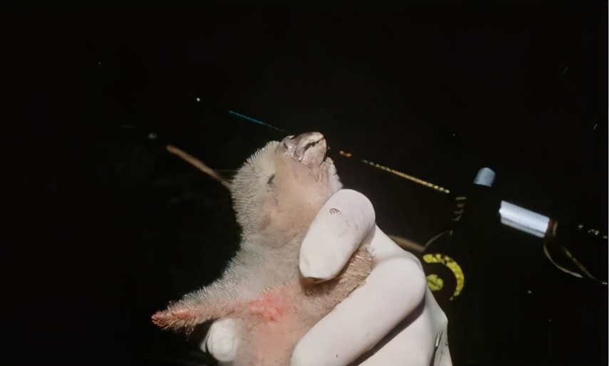 把人誤認為對象，交配季對人腦袋狂風暴雨，一無是處成為最佳鳥？