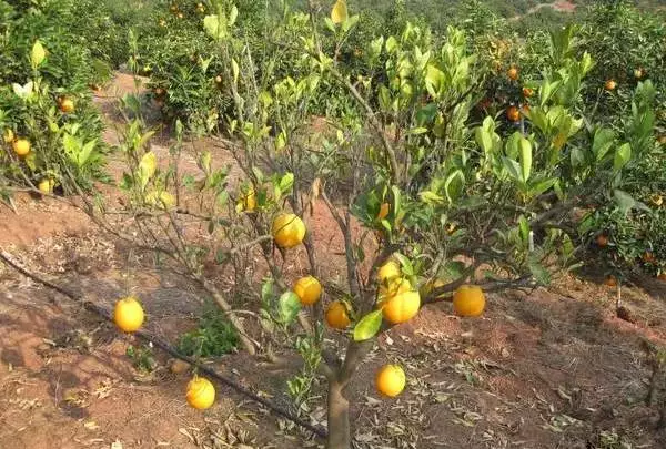 柑橘病毒病个个厉害，植株感染后终身受害，果农如何防控？