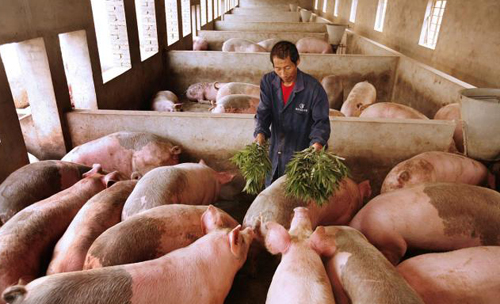 猪价已现8连跌！生猪“禁调”到来，未来几个月