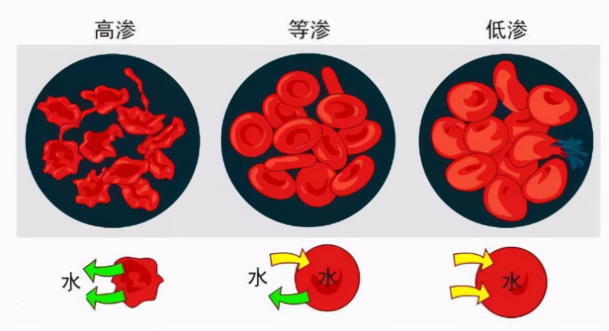 為什么人類不吃鯊魚肉，但卻把魚翅奉為上品？