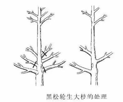 园林景观-乔木、灌木、藤本植物养护技术规范