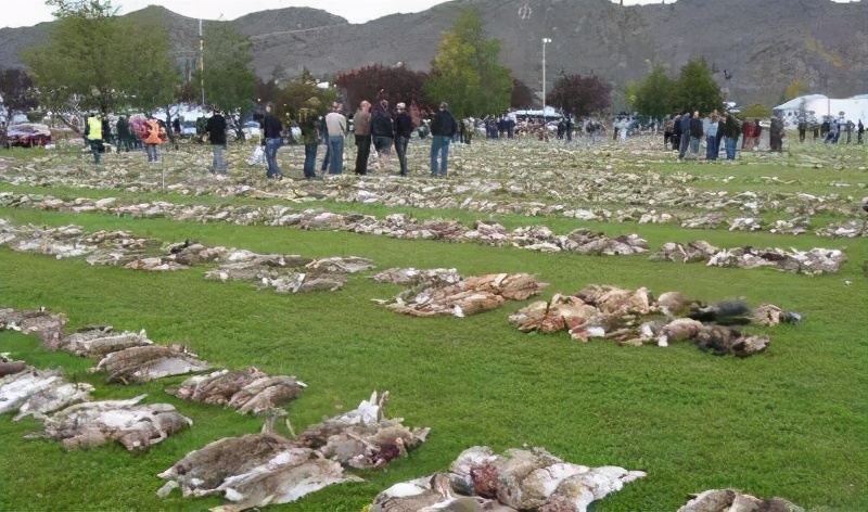 澳洲野兔泛滥堪称灾难，澳政府对百亿野兔的六