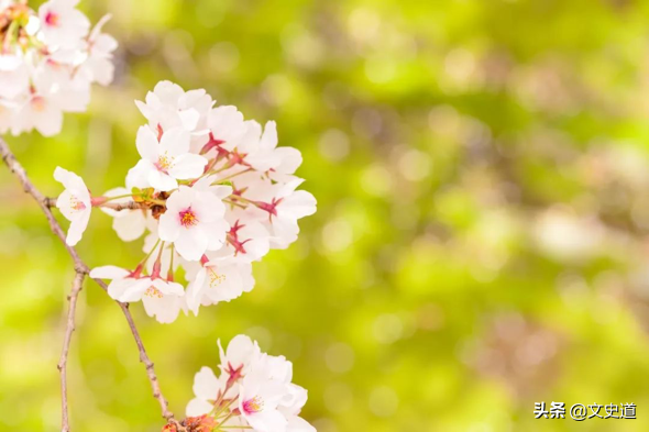 关于春天，最美的“诗词”：这5首，最经典！