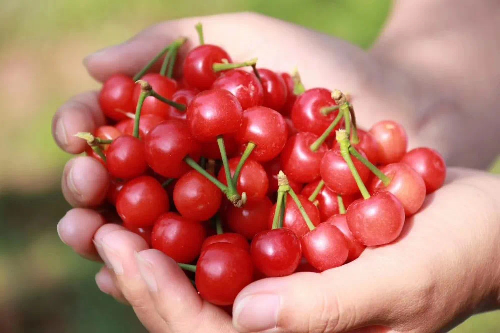 璧山樱桃登上央视，4月最热门的水果，好吃的重庆人都出动了