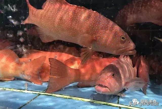 史上最全的顶级“海鱼”海鲜大全,全吃过的你人生就到达了巅峰!