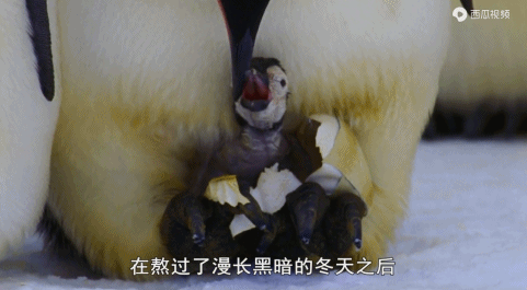 豆瓣9.7的BBC神作，获34项国际大奖，但你不一定看得懂