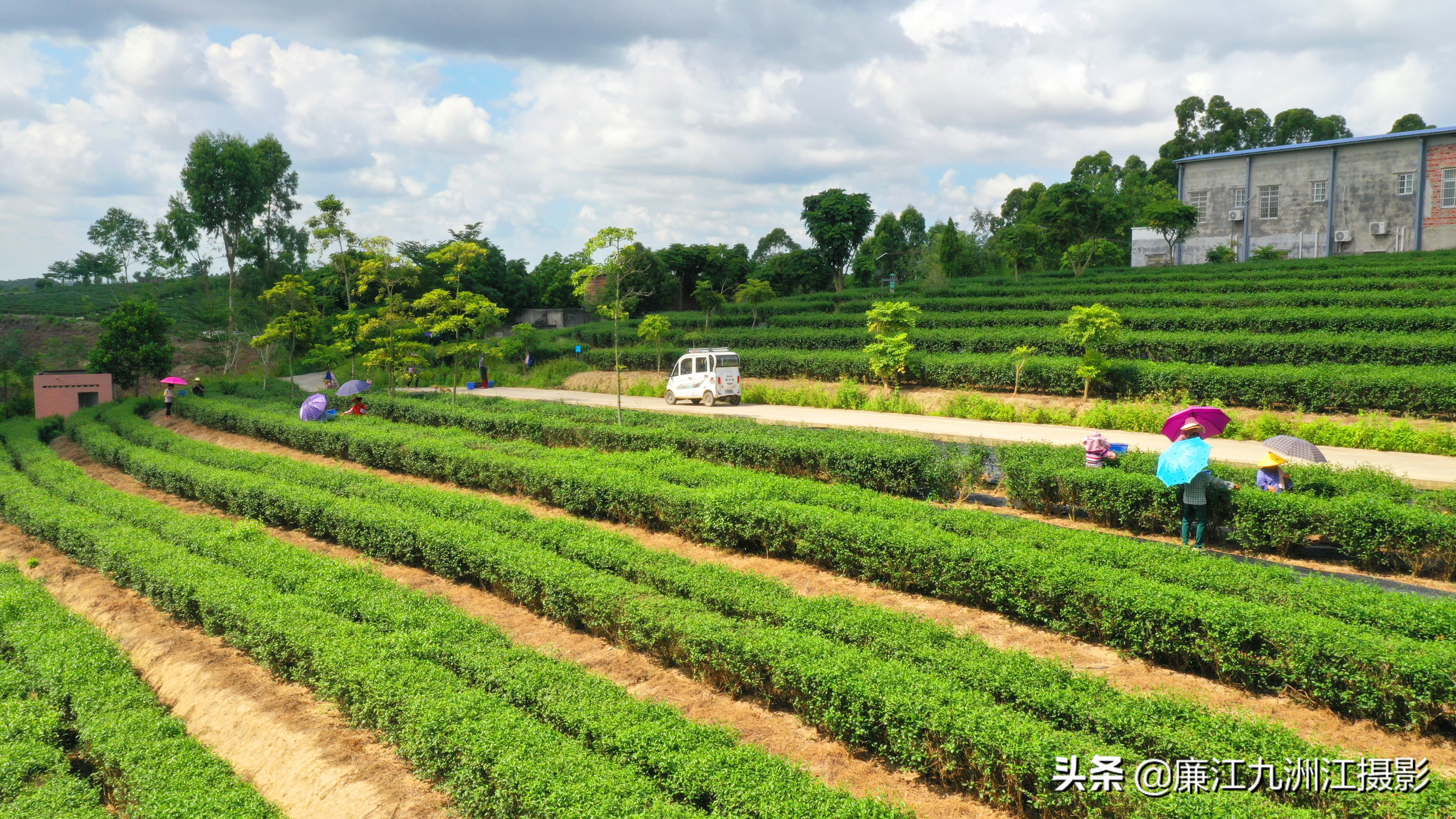 九洲江攝影師走進茗禾茶種植基地