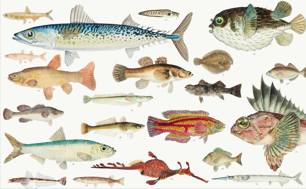 想要保護心腦血管，這幾種魚要多吃！ 經常吃魚的人，會更加健康！