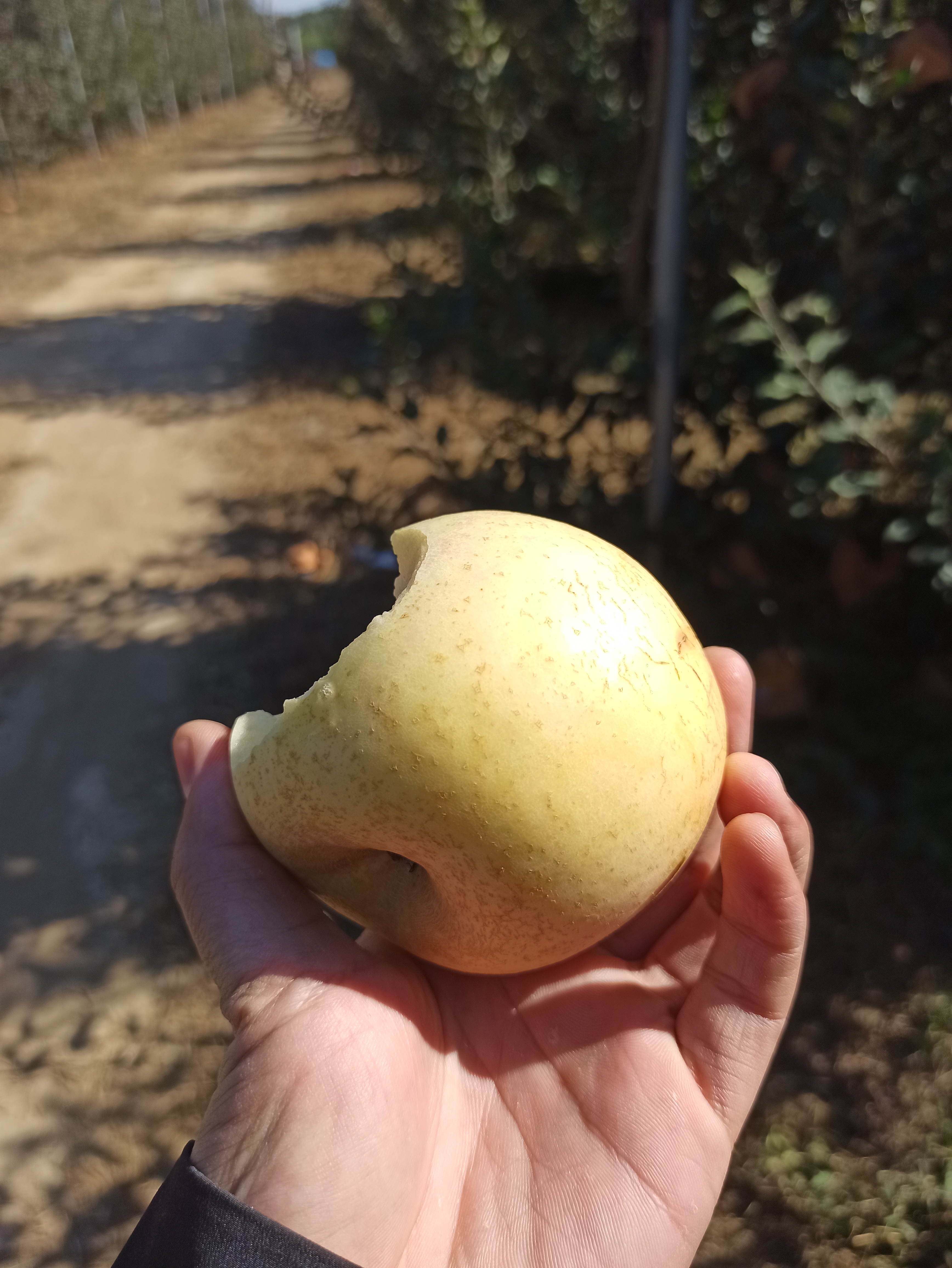 全紅不套袋，晚熟抗性強，2020年必火蘋果品種——“瑞香紅”
