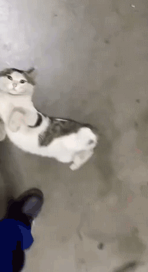 猫咪：抖音上你的身材和实际上你的身材，简直不能太现实