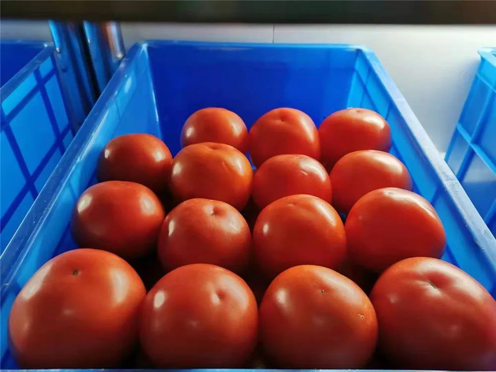 兵哥哥的炊事班里有多整齐？青菜辣椒就忍了，