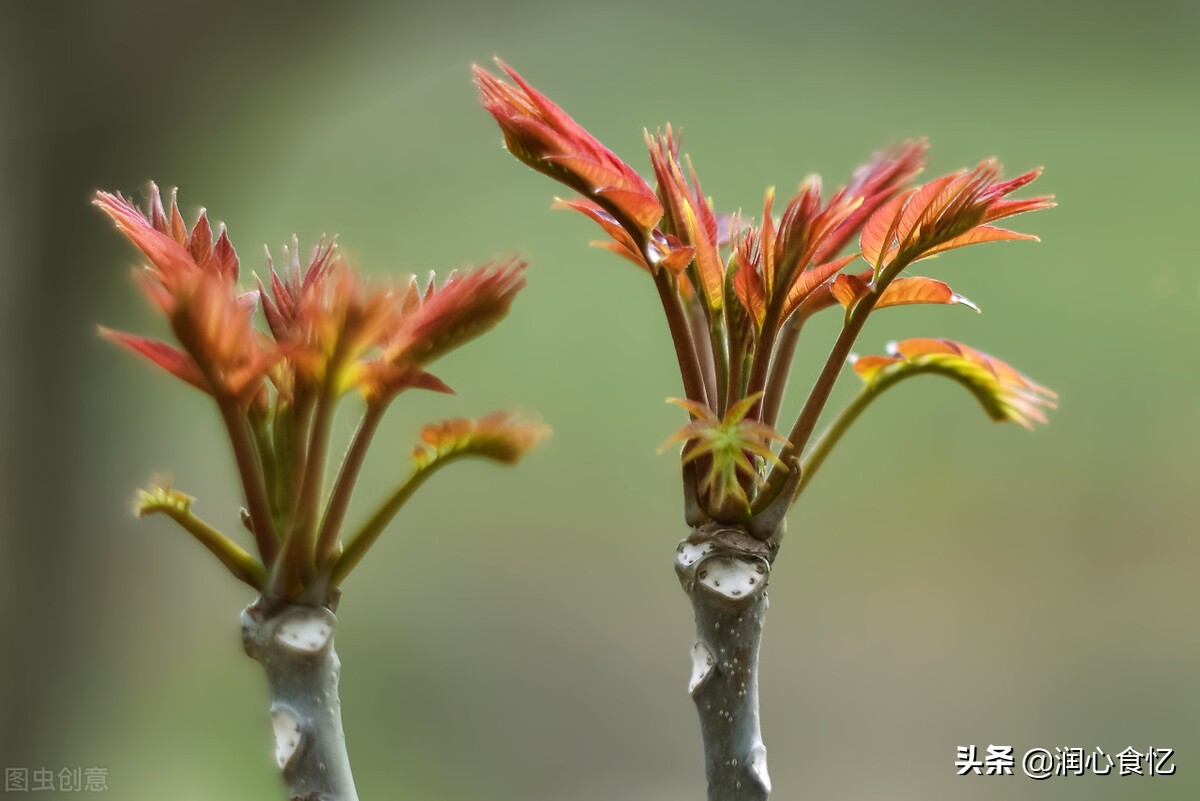 3月记得吃“开春6鲜”，春天才有的美味，应季而食，别亏待味蕾
