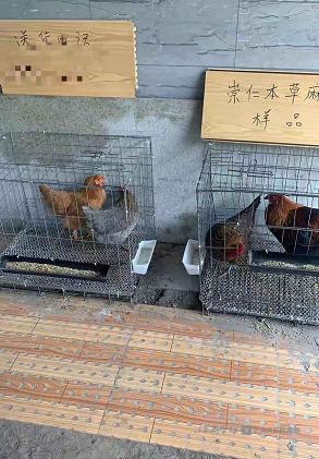 南昌红角洲“精致洗车”又干起活禽宰杀生意 监管部门曾责令关停