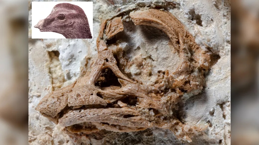 恐龙蛋化石，发现奇怪的鼻子角