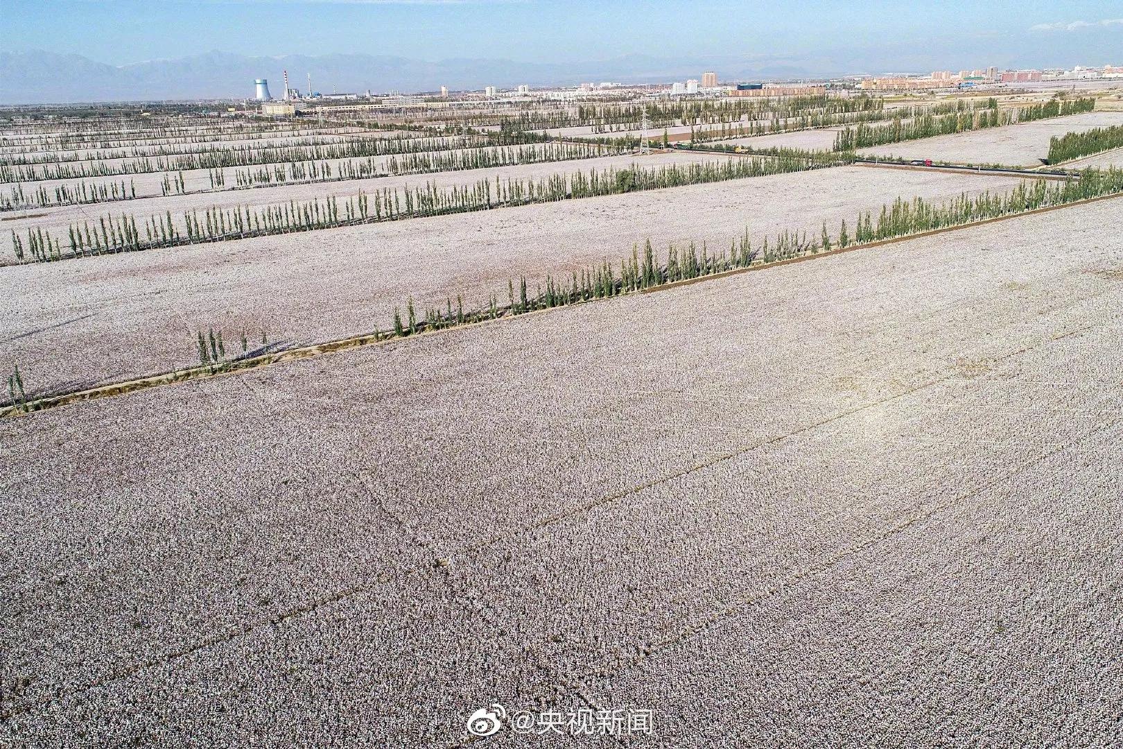The cotton with snow-white Xinjiang