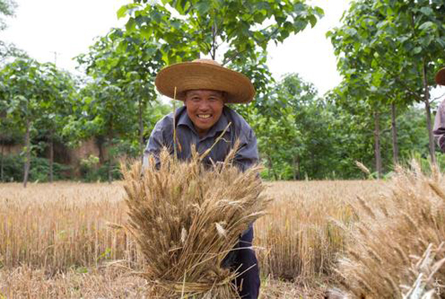 “天价”小麦让农民高兴异常，但收购价下跌，