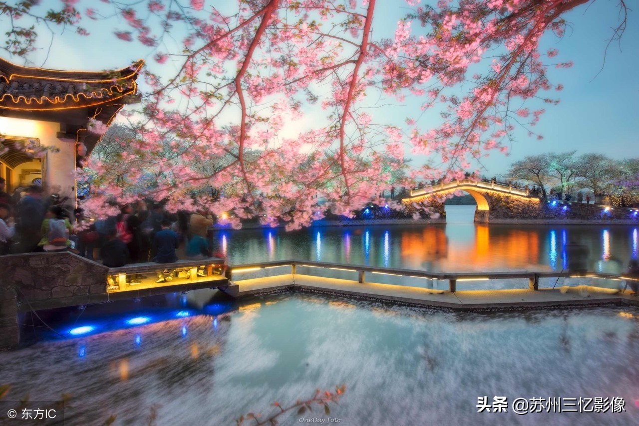 一处江南赏樱胜地——无锡鼋头渚