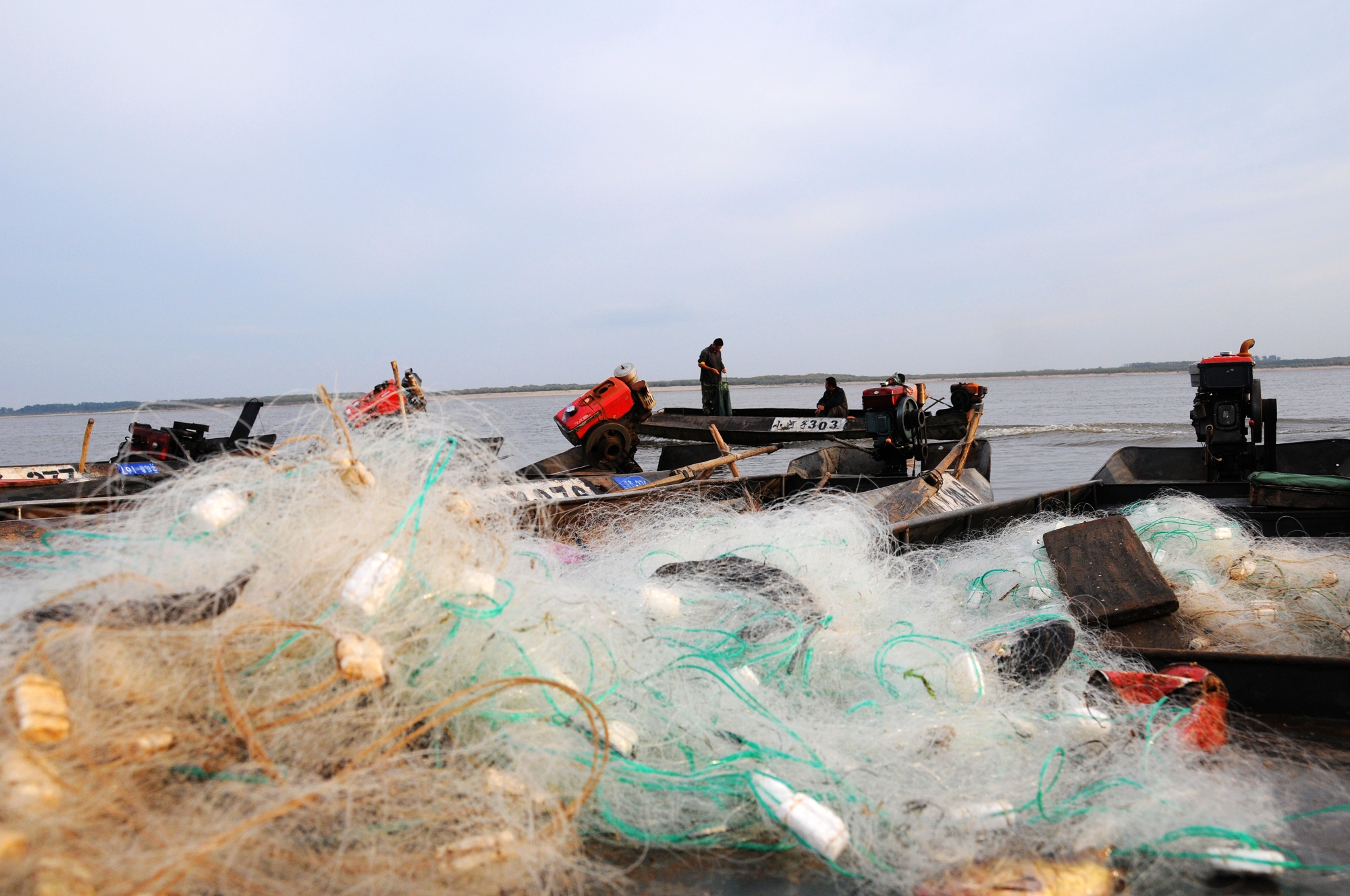 它們?cè)c恐龍共同生活！黑龍江，“水中活化石”鱘鰉魚“涅槃”