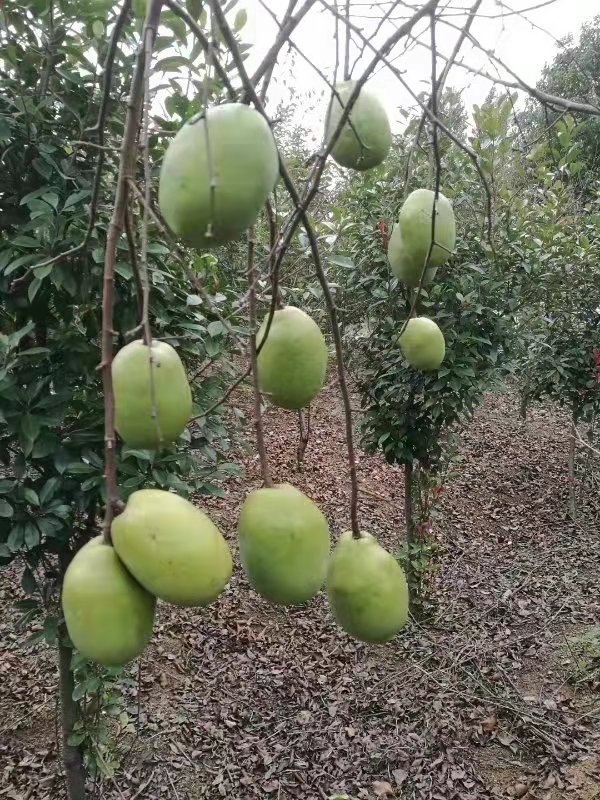 �׽����������Ļ����ν����湥�ԡ��ʺ�����