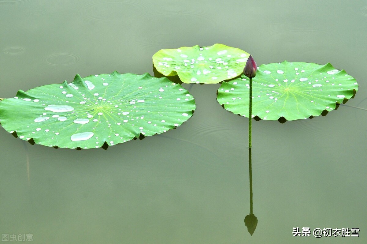 仲夏荷叶雨露七首：盈盈荷上露，满池荷叶捧真珠-第1张图片-非凡网