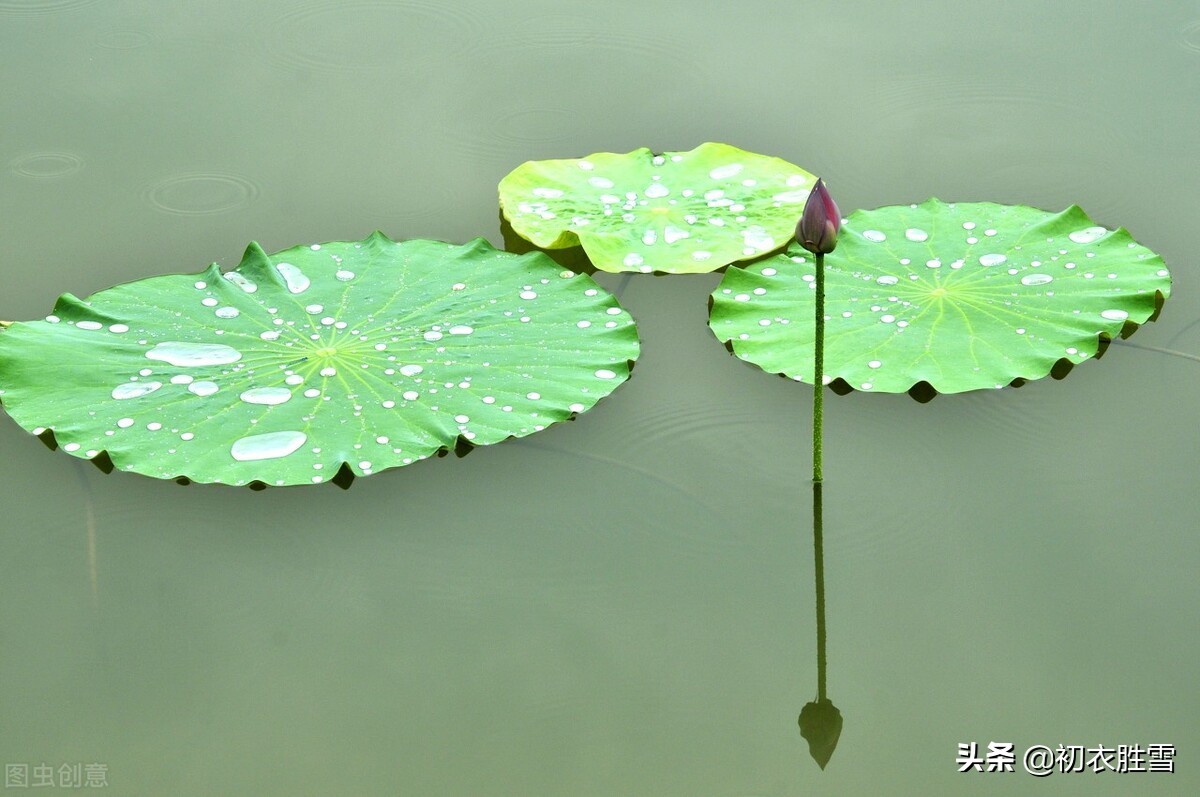 仲夏荷叶雨露七首：盈盈荷上露，满池荷叶捧真珠-第1张图片-诗句网