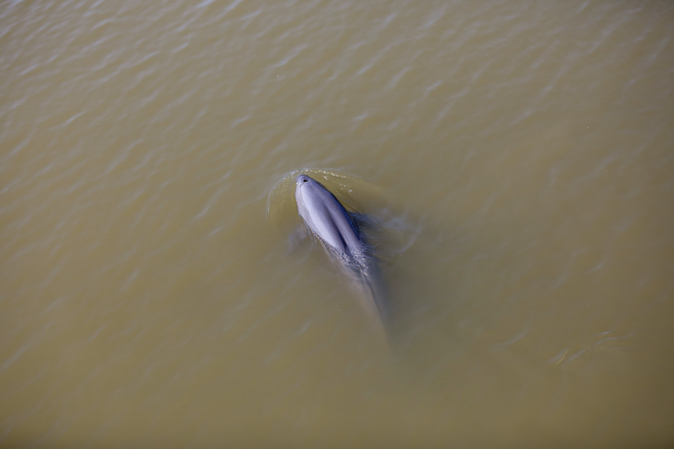 铜陵的一处江心小岛，长江江豚在这里与人类和谐共生