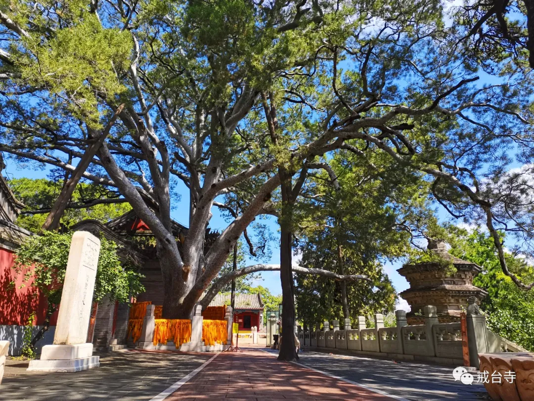 来戒台寺寻觅“暑”于你的夏日清凉