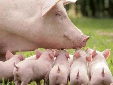 母猪分娩，缩短母猪产程，减少死胎发生