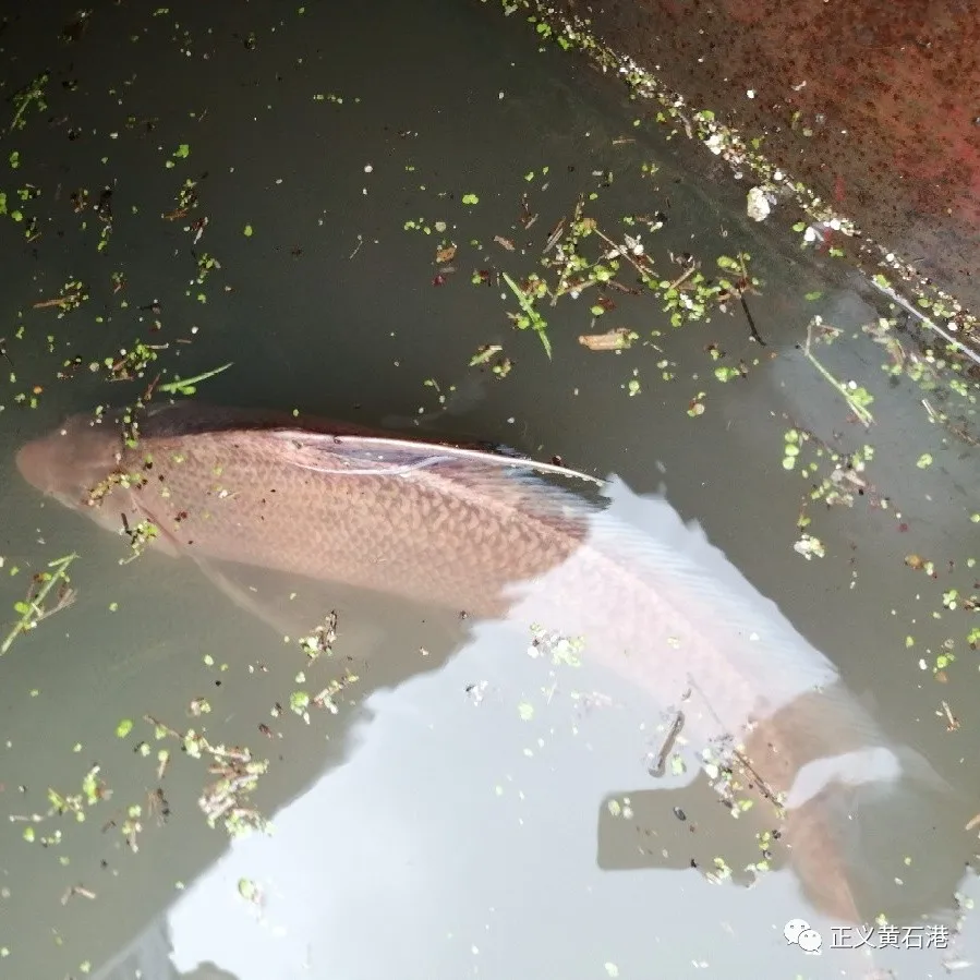 公益诉讼 | 维护长江生态多样性，联合办案再显