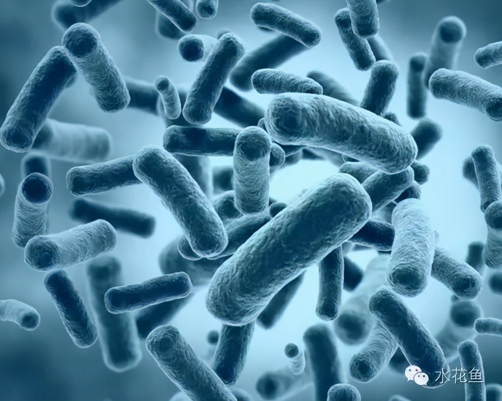 系统了解病毒性鱼病细菌性鱼病真菌性鱼病鱼类寄生虫性病