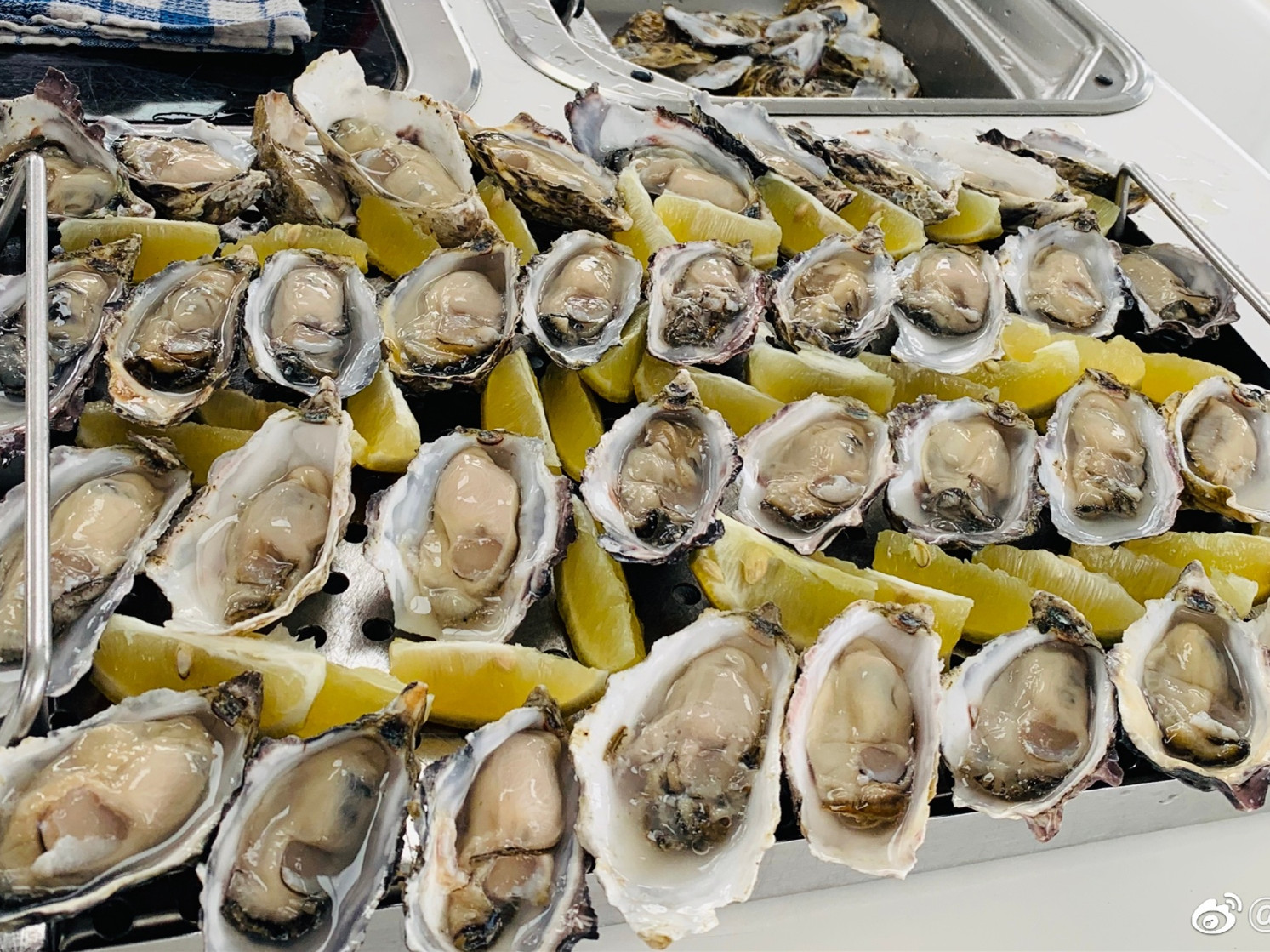 生蠔和牡蠣到底相同嗎？能直接生吃的牡蠣長啥樣？