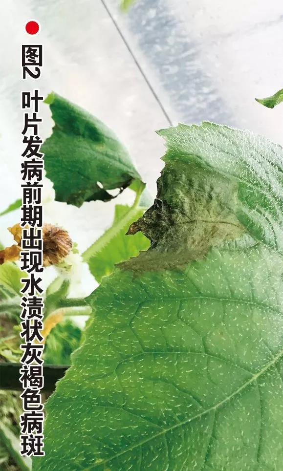 这4种病害将“大面积爆发”！严重时至少减产