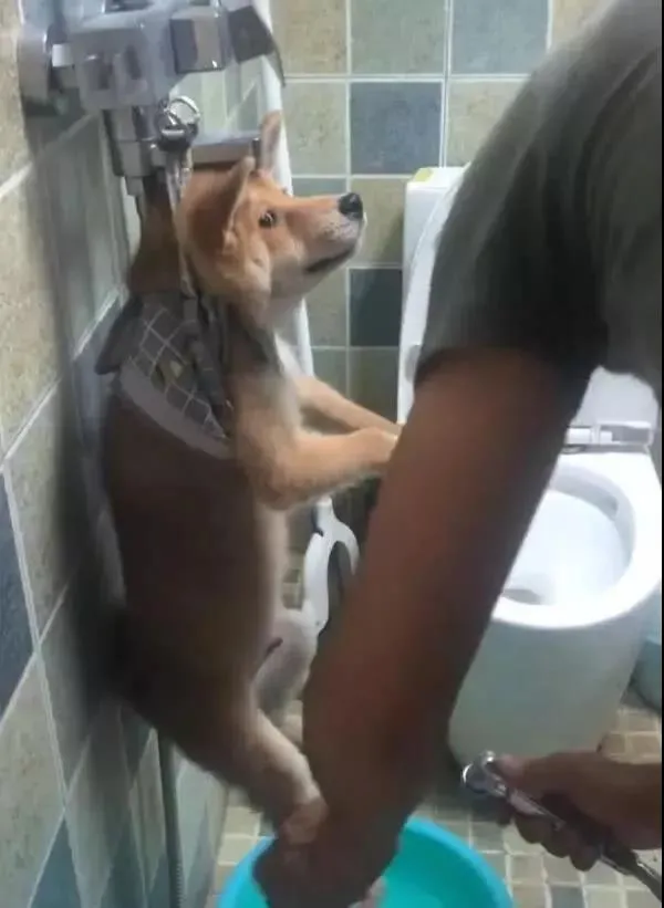 猫咪:抖音上你的身材和实际上你的身材,简直不能太现实